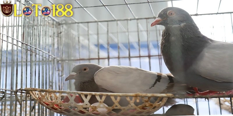 Nằm chiêm bao thấy chim bồ câu đẻ trứng