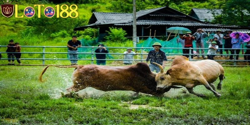 Giấc mộng thấy trâu và bò chọi nhau thể hiện sự xung đột giữa các yếu tố trong cuộc sống hoặc các mối quan hệ đối kháng