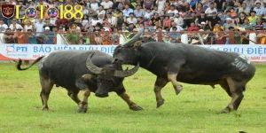 Giải mã giấc mơ thấy chọi trâu, biểu tượng của sự tranh đấu và thử thách trong cuộc sống